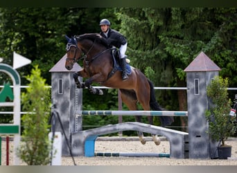 Oldenburg, Giumenta, 5 Anni, 171 cm, Baio scuro