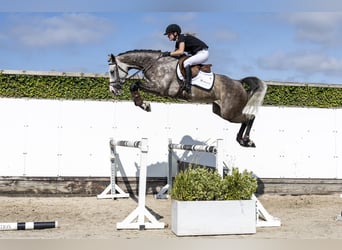Oldenburg, Giumenta, 5 Anni, 171 cm, Grigio