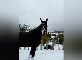 Oldenburg, Giumenta, 5 Anni, 171 cm, Morello