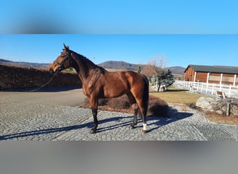 Oldenburg, Giumenta, 5 Anni, 172 cm, Baio