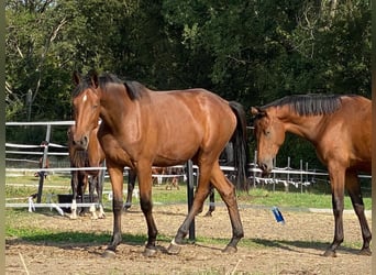 Oldenburg, Giumenta, 5 Anni, 172 cm, Baio