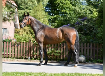 Oldenburg, Giumenta, 5 Anni, 172 cm, Baio scuro