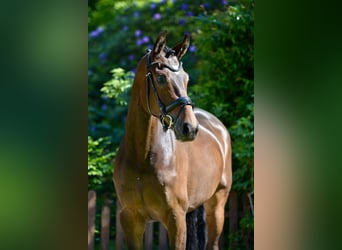 Oldenburg, Giumenta, 5 Anni, 172 cm, Baio scuro