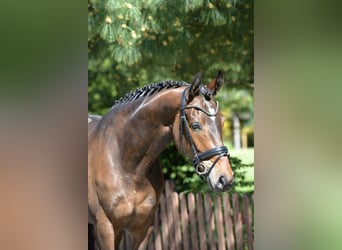 Oldenburg, Giumenta, 5 Anni, 172 cm, Baio scuro