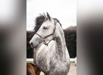 Oldenburg, Giumenta, 5 Anni, 172 cm, Grigio