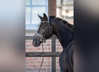 Oldenburg, Giumenta, 5 Anni, 172 cm, Morello