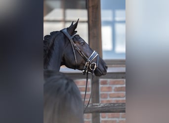 Oldenburg, Giumenta, 5 Anni, 172 cm, Morello