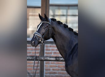 Oldenburg, Giumenta, 5 Anni, 172 cm, Morello