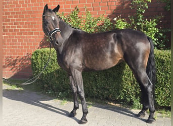 Oldenburg, Giumenta, 5 Anni, 173 cm, Baio scuro