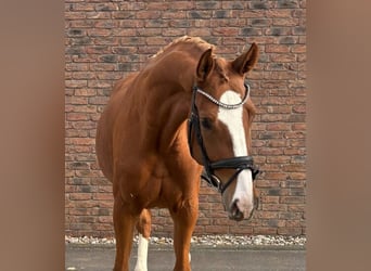 Oldenburg, Giumenta, 5 Anni, 173 cm, Sauro