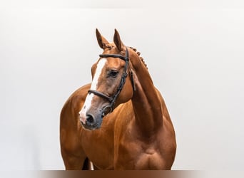 Oldenburg, Giumenta, 5 Anni, 173 cm, Sauro