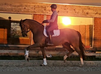 Oldenburg, Giumenta, 5 Anni, 173 cm, Sauro scuro