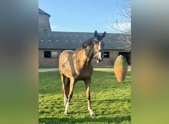 Oldenburg, Giumenta, 5 Anni, 173 cm, Sauro scuro
