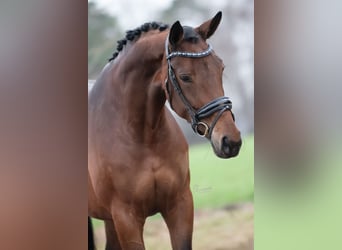 Oldenburg, Giumenta, 5 Anni, 174 cm, Baio