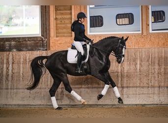 Oldenburg, Giumenta, 5 Anni, 174 cm, Baio scuro