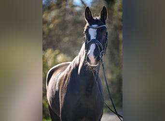 Oldenburg, Giumenta, 5 Anni, 174 cm, Baio scuro