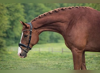 Oldenburg, Giumenta, 5 Anni, 176 cm, Sauro