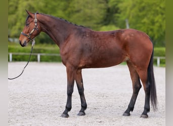 Oldenburg, Giumenta, 5 Anni, 179 cm, Baio