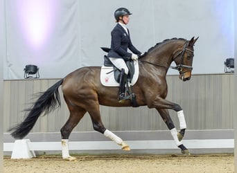 Oldenburg, Giumenta, 5 Anni, Baio