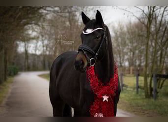 Oldenburg, Giumenta, 6 Anni, 161 cm, Baio nero