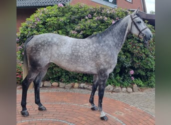 Oldenburg, Giumenta, 6 Anni, 161 cm, Grigio