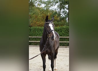 Oldenburg, Giumenta, 6 Anni, 162 cm, Baio scuro