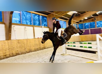 Oldenburg, Giumenta, 6 Anni, 163 cm, Baio scuro