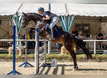 Oldenburg, Giumenta, 6 Anni, 164 cm, Baio nero