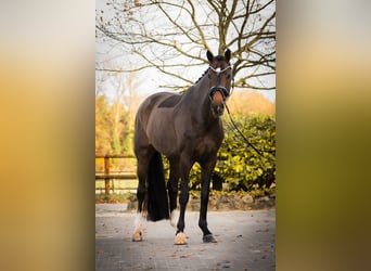 Oldenburg, Giumenta, 6 Anni, 164 cm, Baio scuro