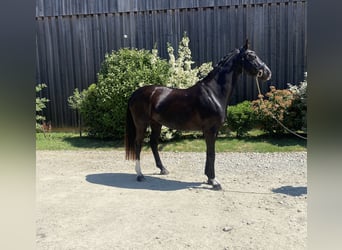 Oldenburg, Giumenta, 6 Anni, 164 cm, Morello
