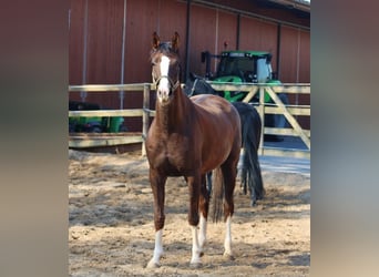 Oldenburg, Giumenta, 6 Anni, 164 cm, Sauro