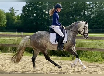 Oldenburg, Giumenta, 6 Anni, 165 cm, Grigio pezzato