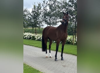 Oldenburg, Giumenta, 6 Anni, 166 cm, Baio