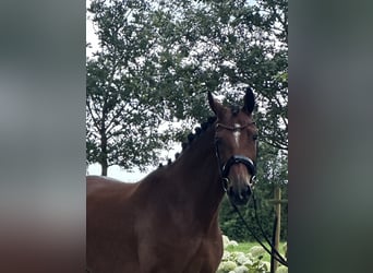 Oldenburg, Giumenta, 6 Anni, 166 cm, Baio