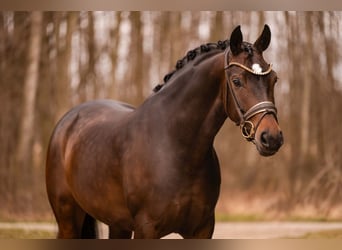 Oldenburg, Giumenta, 6 Anni, 166 cm, Baio scuro