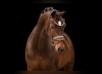 Oldenburg, Giumenta, 6 Anni, 166 cm, Baio scuro