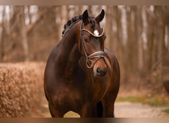 Oldenburg, Giumenta, 6 Anni, 166 cm, Baio scuro
