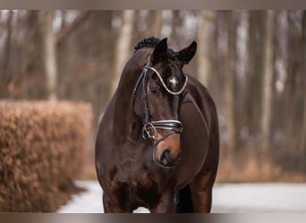 Oldenburg, Giumenta, 6 Anni, 166 cm, Baio scuro