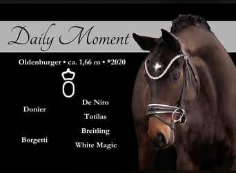 Oldenburg, Giumenta, 6 Anni, 166 cm, Baio scuro