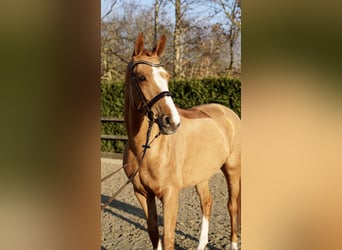 Oldenburg, Giumenta, 6 Anni, 166 cm, Sauro