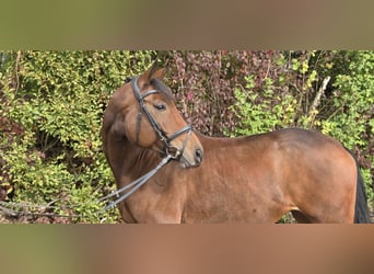 Oldenburg, Giumenta, 6 Anni, 167 cm, Baio