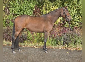 Oldenburg, Giumenta, 6 Anni, 167 cm, Baio