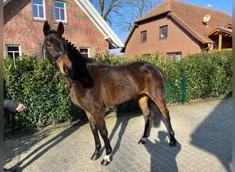 Oldenburg, Giumenta, 6 Anni, 167 cm, Baio