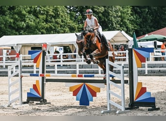 Oldenburg, Giumenta, 6 Anni, 167 cm, Baio