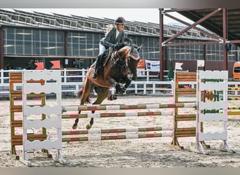 Oldenburg, Giumenta, 6 Anni, 167 cm, Baio