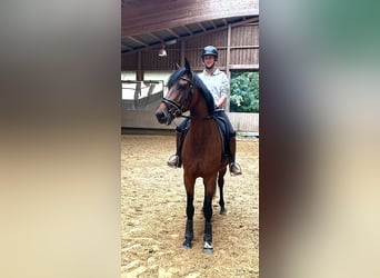 Oldenburg, Giumenta, 6 Anni, 167 cm, Baio