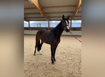 Oldenburg, Giumenta, 6 Anni, 167 cm, Baio scuro