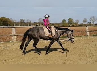 Oldenburg, Giumenta, 6 Anni, 167 cm, Grigio