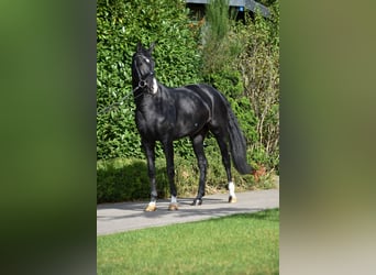 Oldenburg, Giumenta, 6 Anni, 167 cm, Morello