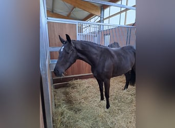 Oldenburg, Giumenta, 6 Anni, 167 cm, Morello